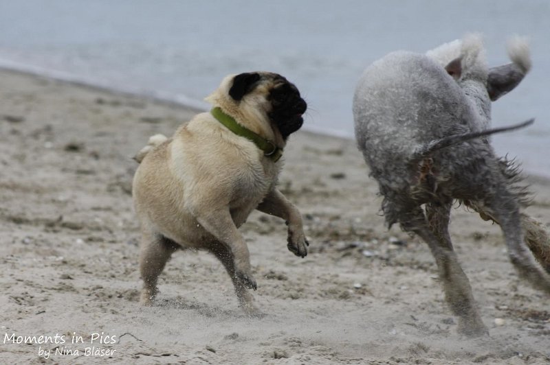 2010-06-26 Arc-en-ciel Arlequin (36).jpg